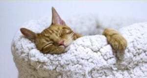 CatBed, CatSleepingHabits, AttachedCatBed, SleepQuality, BondingWithPets, ReducedStress, CatOwnerTips, CatBedTypes, AttachmentGuide, RealLifeTestimonials, FrequentlyAskedQuestions, ImprovedSleep, CatComfort, PetSafety, Cleanliness, BedroomDecor, PersonalSpace, CatOwnerSolutions