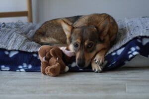 How to Make a Dog Bed on Minecraft