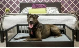 elevated dog bed next to human bed