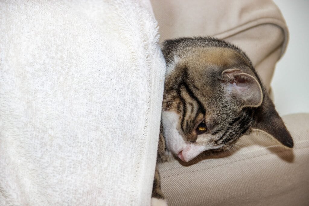 Cat Bed With Removable Cover